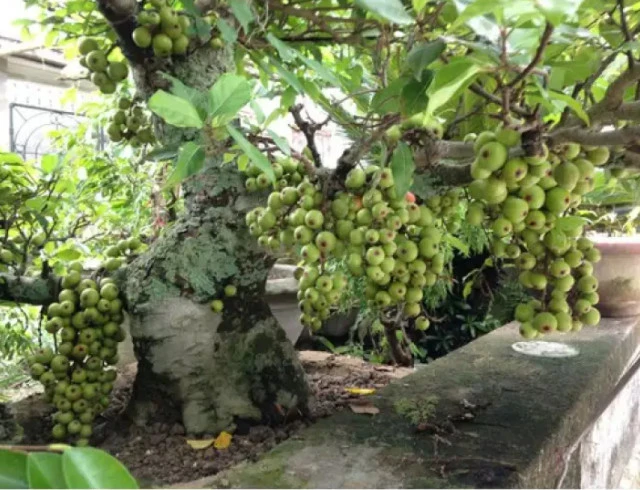 Cây sung bonsai