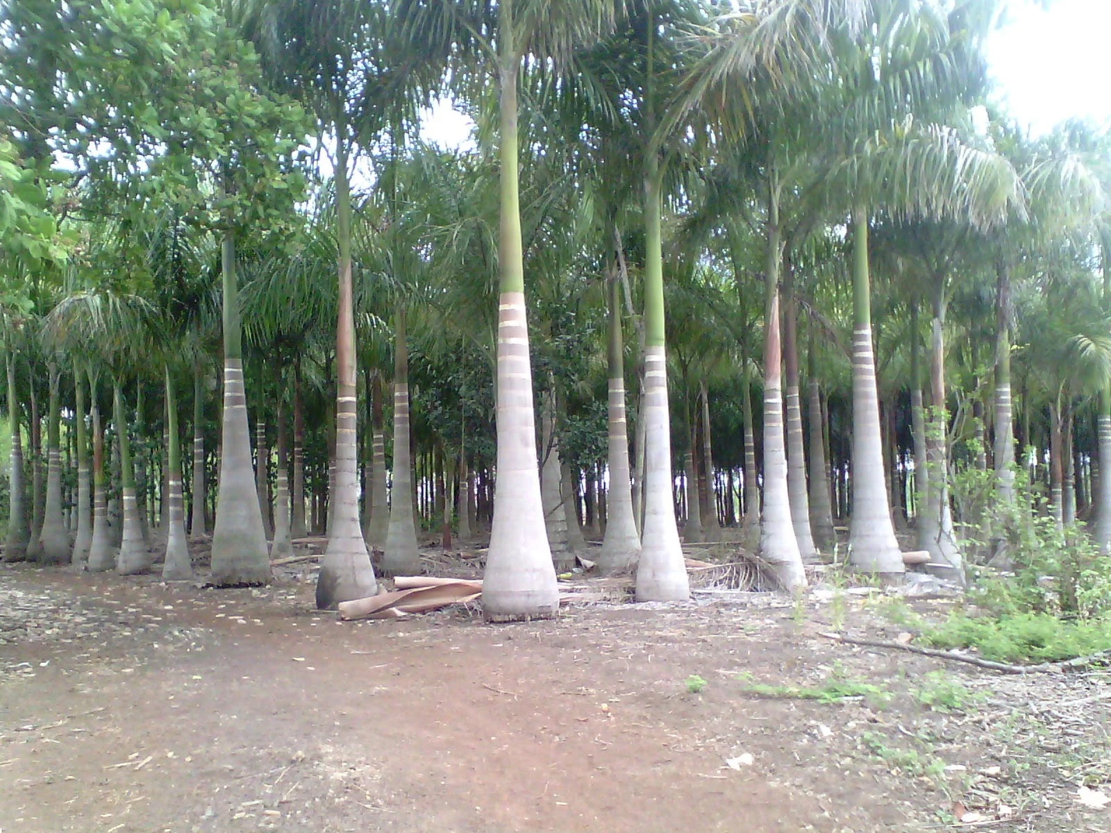 Cau vua