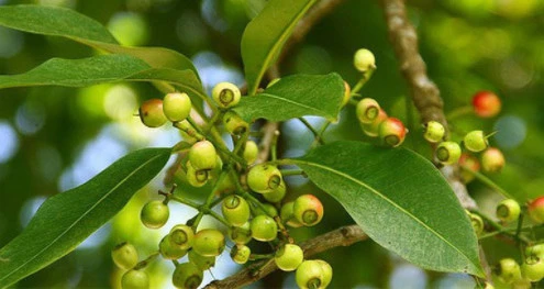 Cây Vối