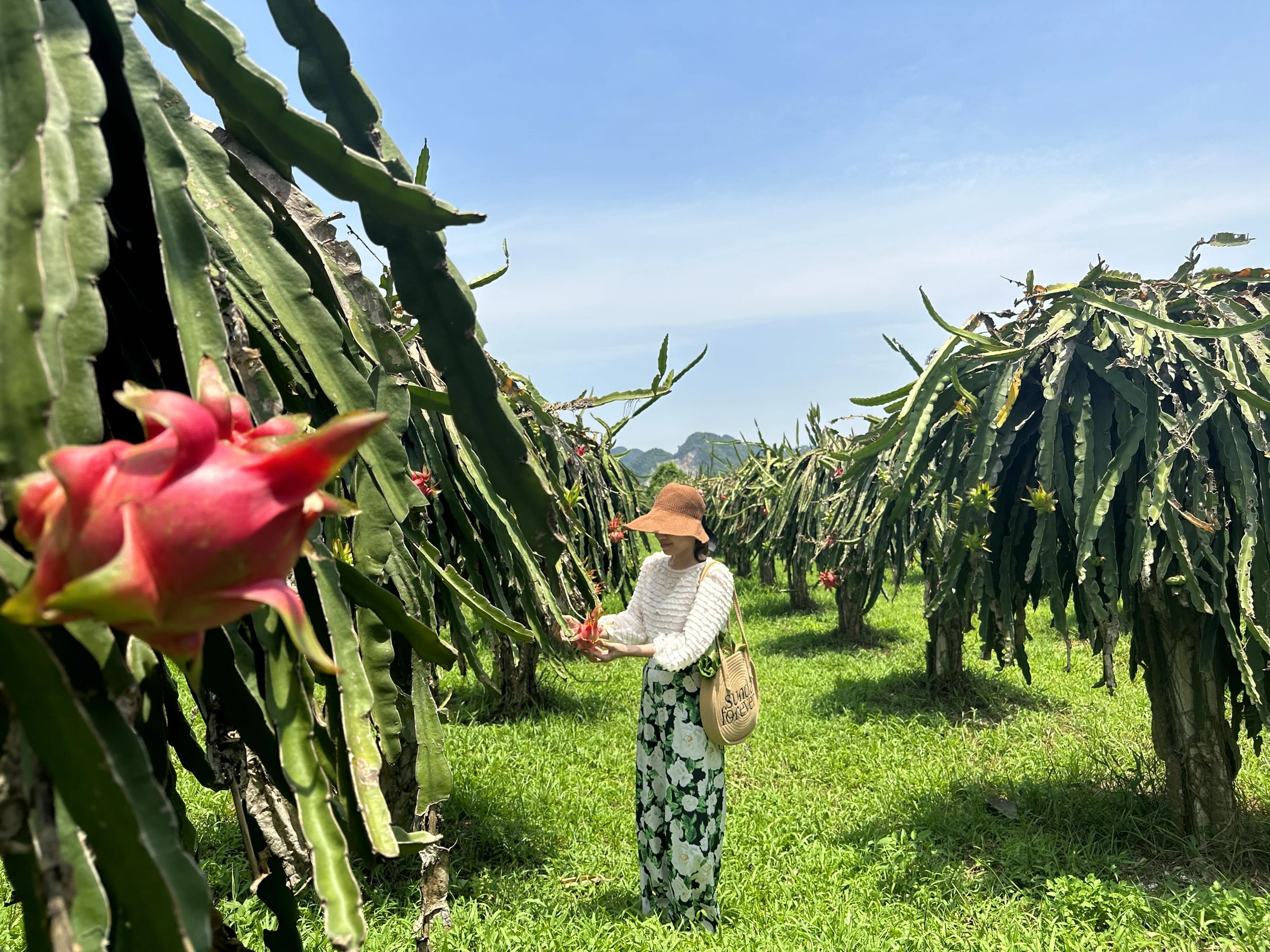 THU HOẠCH THANH LONG HỮU CƠ THÁNG 6 TẠI VƯỜN SỎI