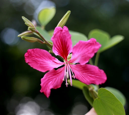 Hoa ban đỏ