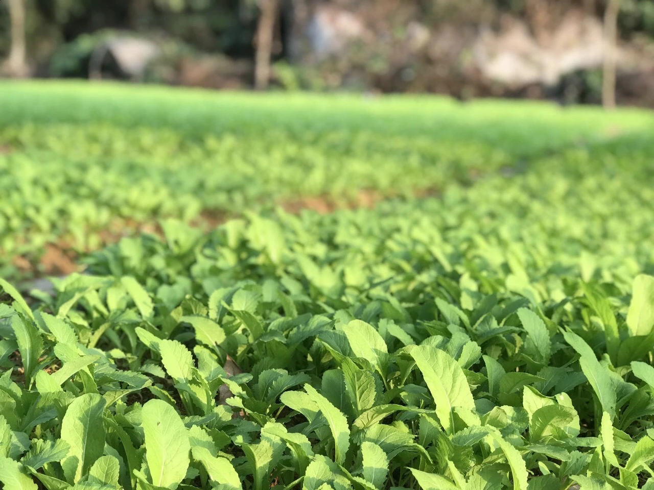 Sỏi Organic Farm - Thu hoạch rau xanh