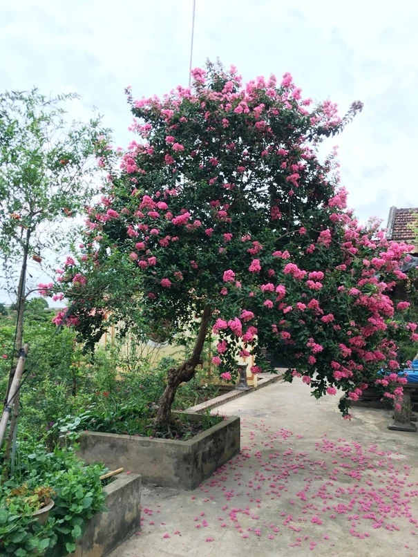 Cây hoa tường vi