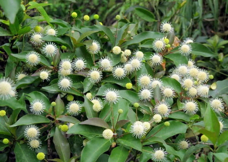 Cây gáo trắng