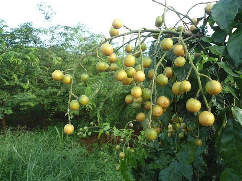 Cây hồng bì