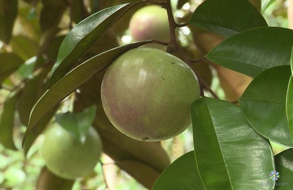 Cây vú sữa