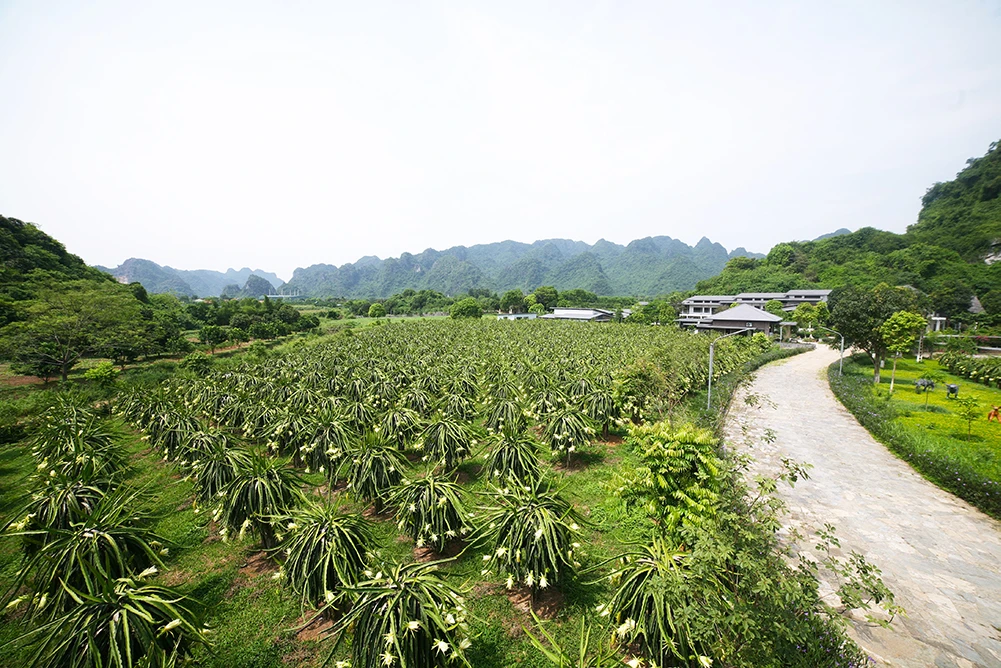 VƯỜN THANH LONG HỮU CƠ SỎI RESORT IN FARM