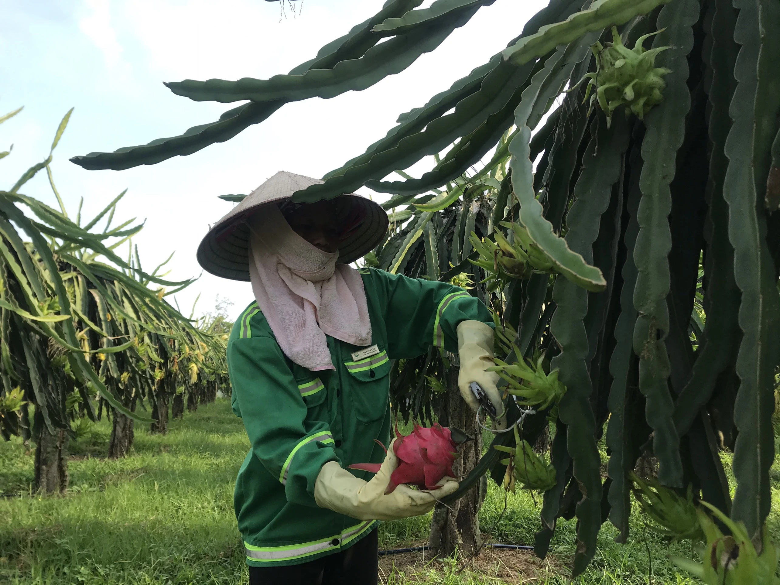 Sỏi bước vào vụ thu hoạch thanh long mùa hè