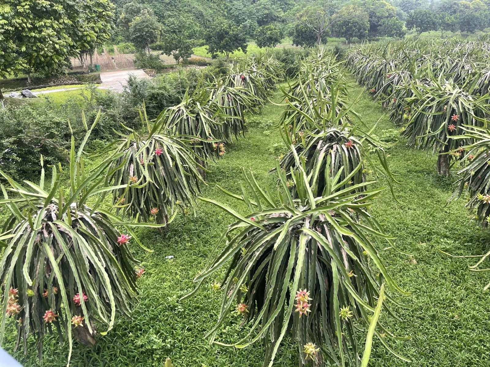 Vườn thanh long Eco Farm tại Sỏi