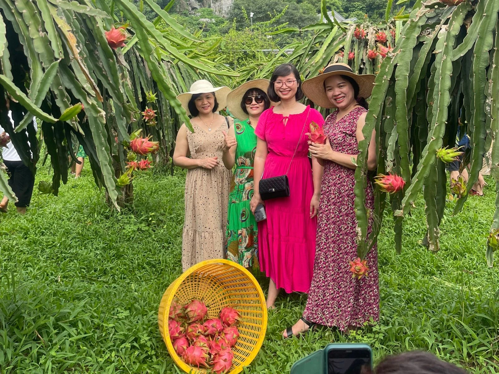 Những vị khách đến Sỏi và trải nghiệm hái Thanh Long tại vườn