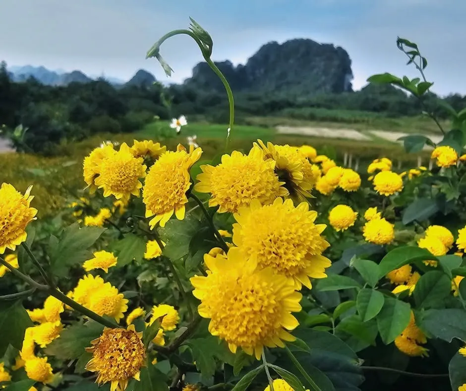 Trăm hoa đua sắc