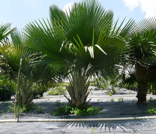 Cây cọ